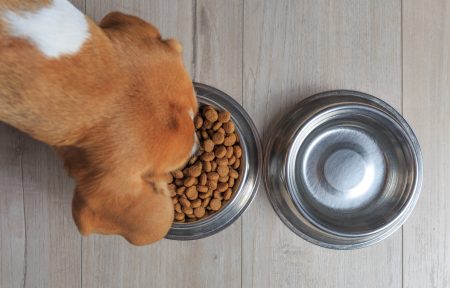 dog bowl food