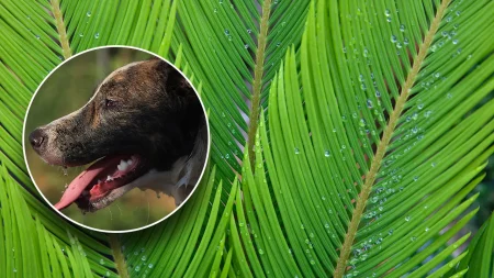 dog sago palm