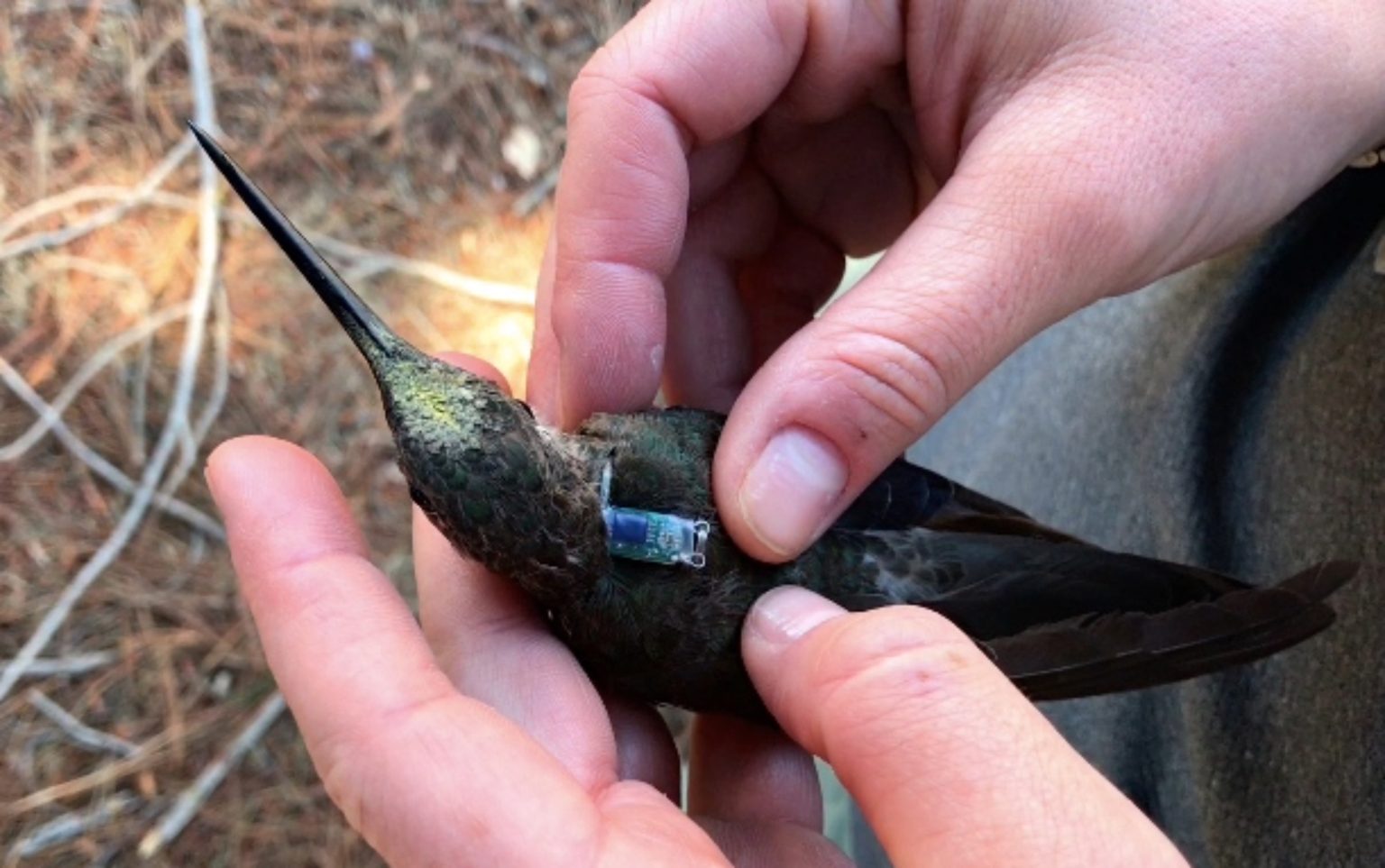 giant hummingbird