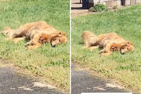 golden retriever sleeping grass