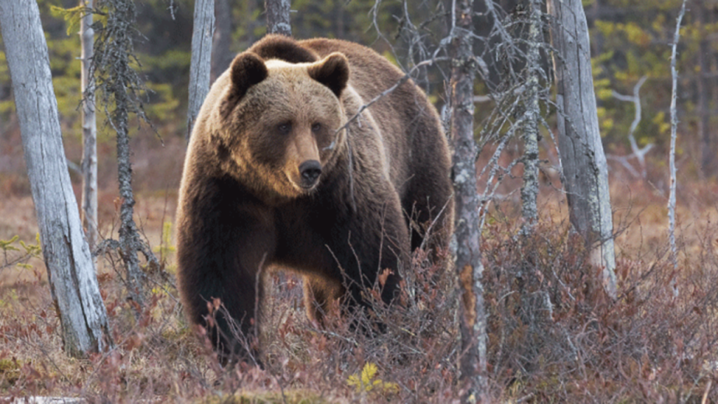 grizzlybear Idaho FG