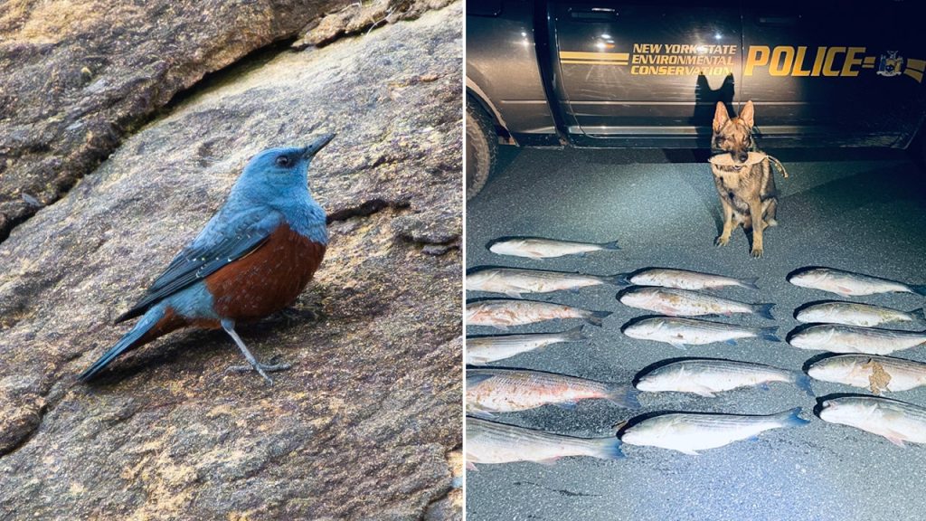 lifestyle split rare bird and poachers split