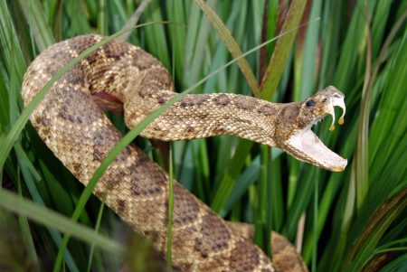 man shocked live rattlesnake mailed twice usps