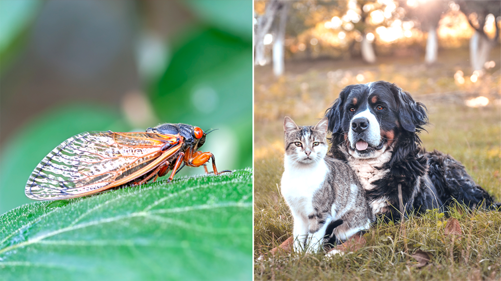 pets cicada split