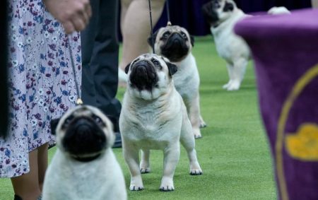 pugs judging area 148th annual 81759553