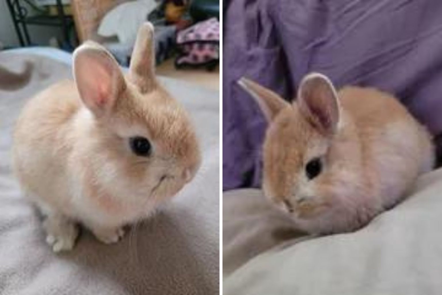 rescue bunny found airport