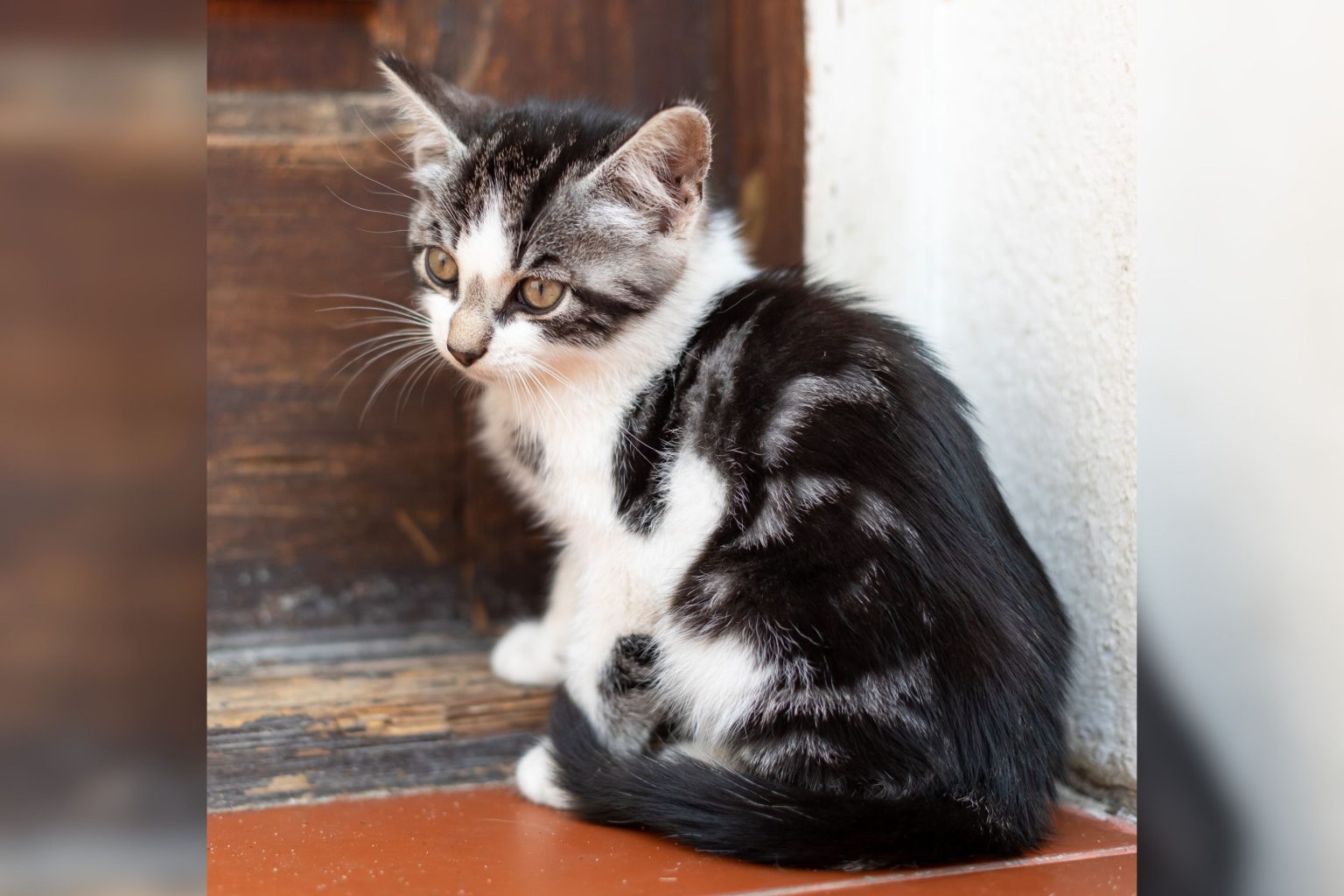 sad kitten sitting down