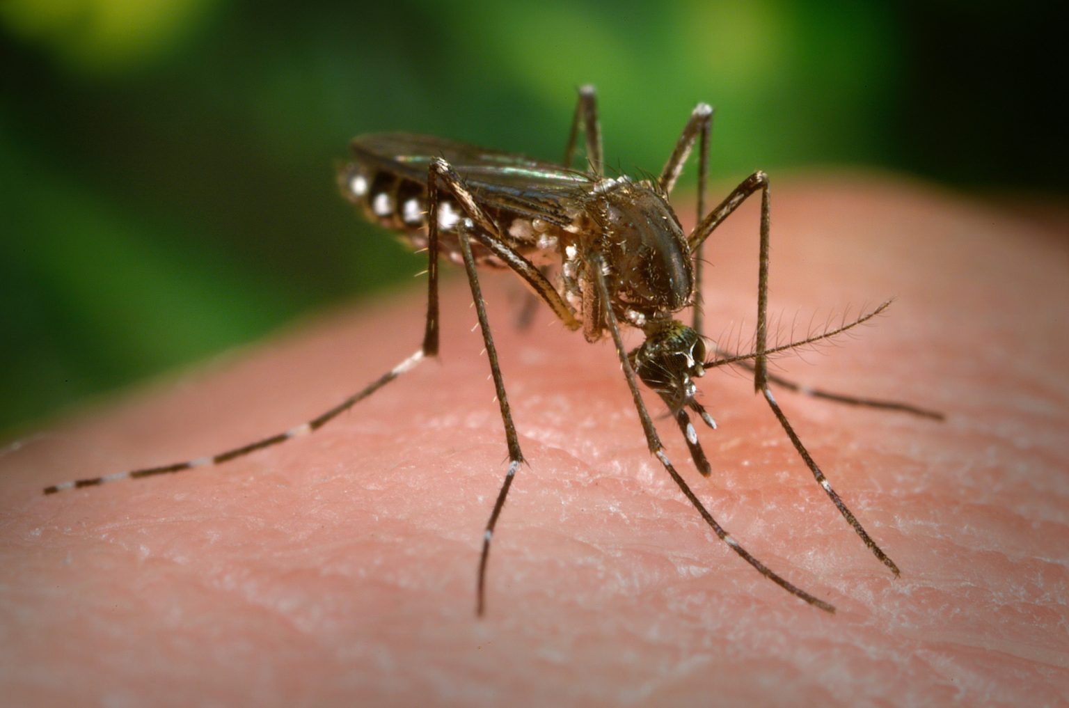 southern california releasing thousands mosquitos