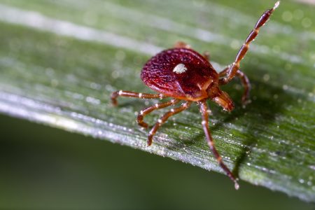 stock image lone star tick