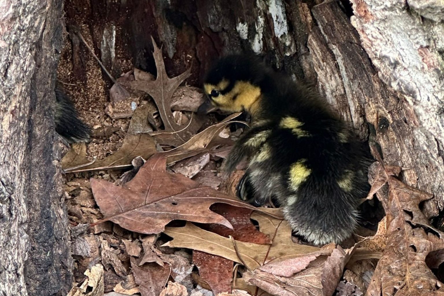 student finds duck tree