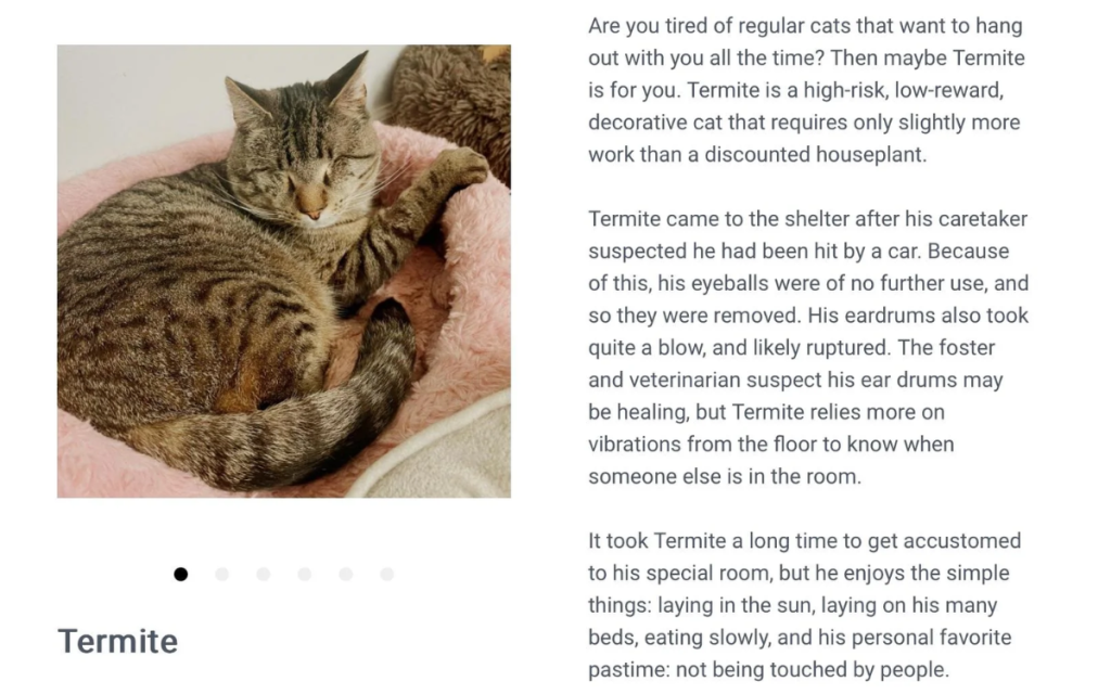 termite blind deaf rescue cat