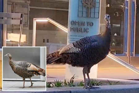 wild turkey spotted midtown manhatan 81462940