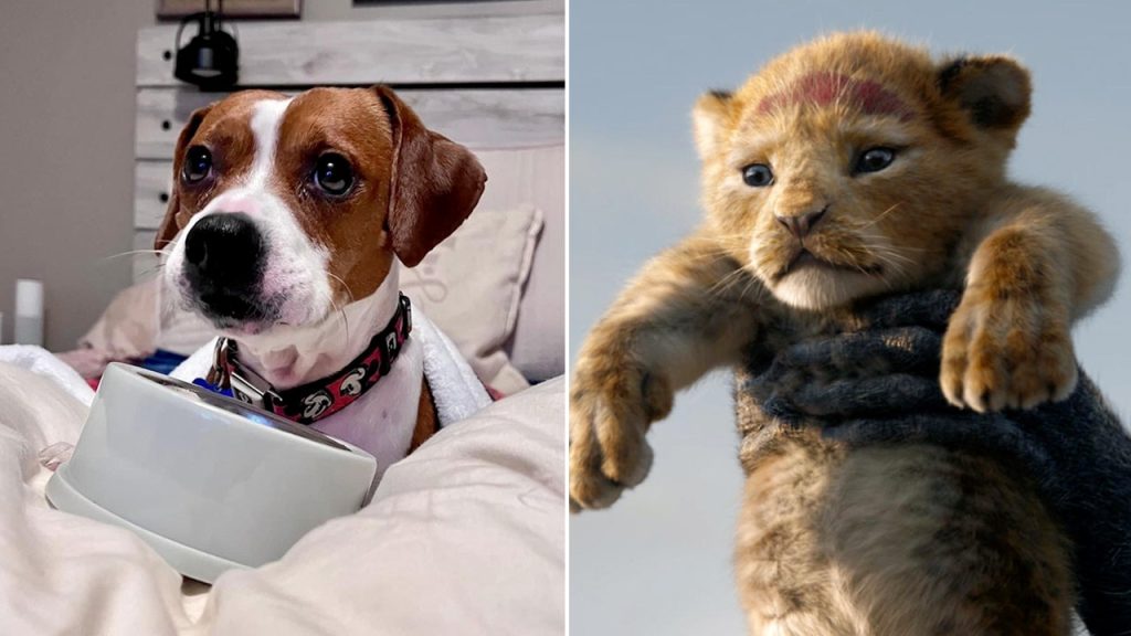 winston the beagle and lion king split