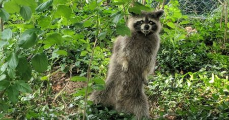 zombie raccoon virus