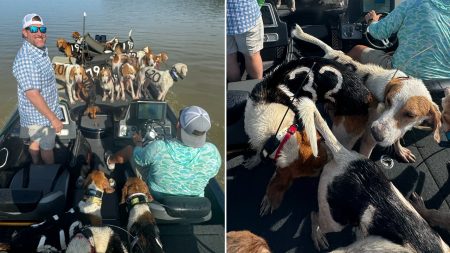 38 dogs rescued from lake