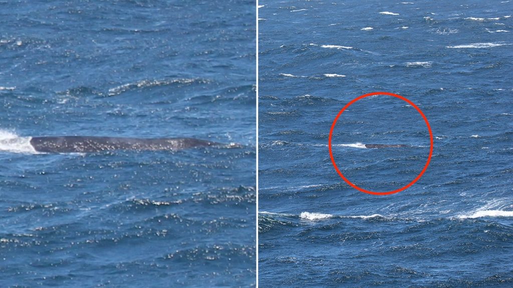 NPRW spotted off California coast split