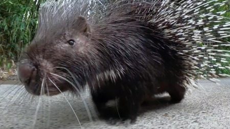 Nolina the Porcupine