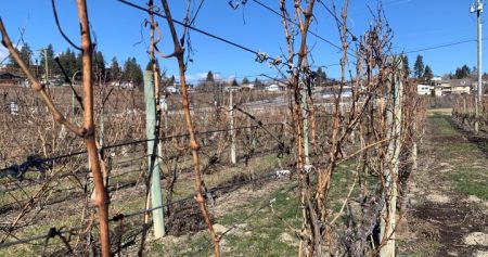 Okanagan winery vineyard