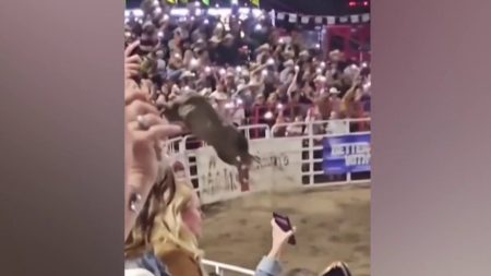 Rodeo bull jumps over arena fence injuring 4 people in Oregon