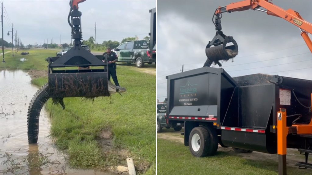 TX gator removed with grapple truck claw