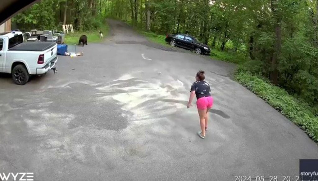 bear attack minnesota