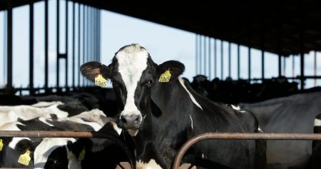 bird flu dairy cows