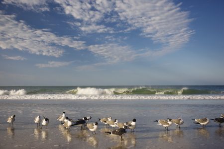 birds washing ashore florida sparks concerns