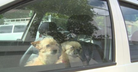 dogs in hot car e1439924455777