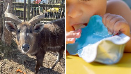 goat and squeeze food pouch split