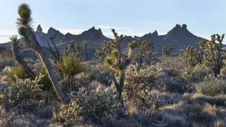 mojave desert california 1