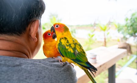 parrots sitting persons shoulder