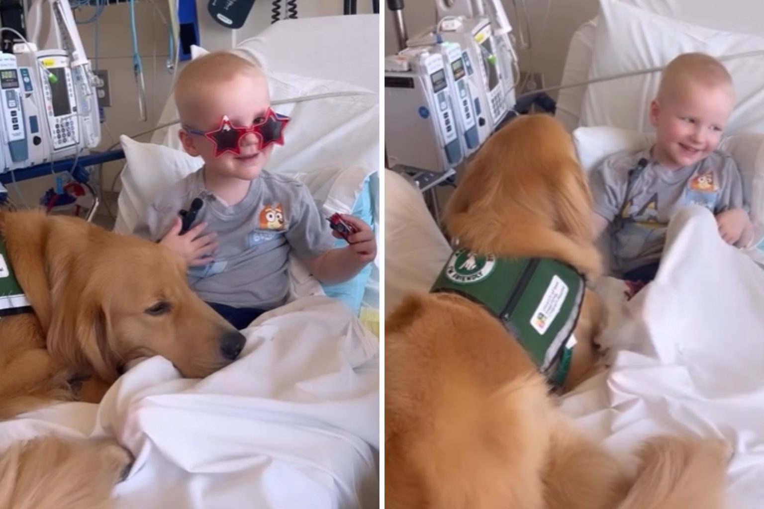 therapy dog child