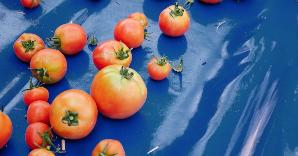 tomatos blue surface 1200 628 facebook