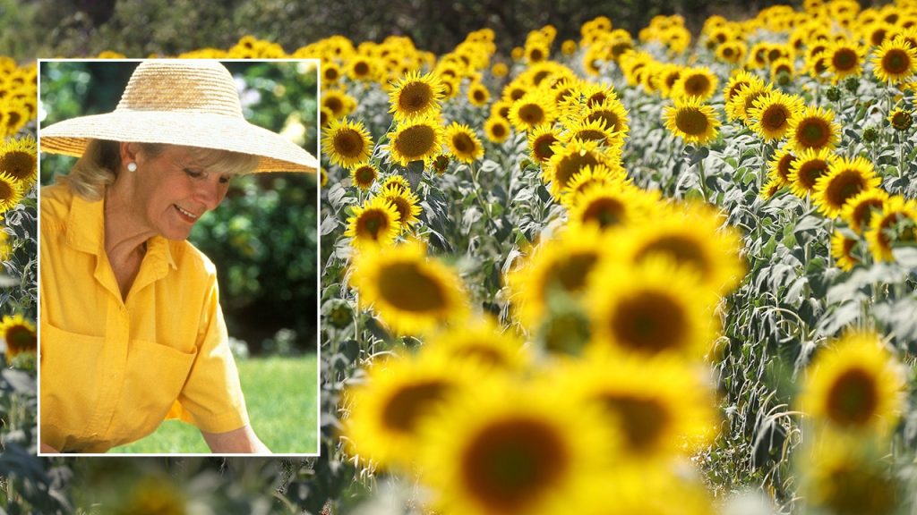 woman gardening sunflowers