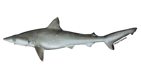 56c669d3 640x427 Shark Atlantic Sharpnose NOAAFisheries