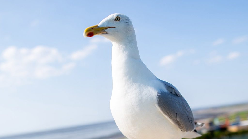 SEAGULL