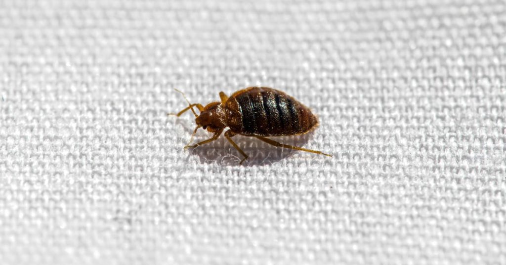 bed bug mc 240716 56c216