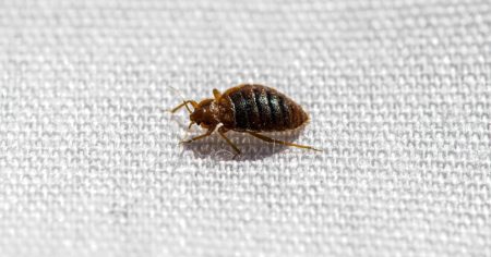 bed bug mc 240716 56c216