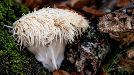 lions mane mushroom in nature