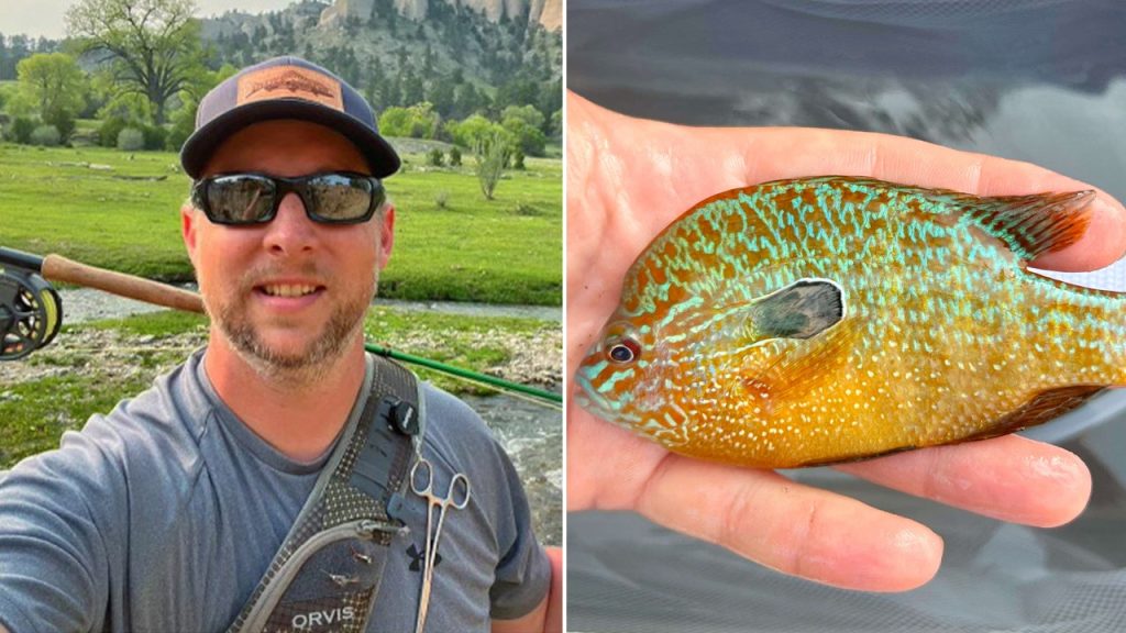 nebraska longear sunfish split