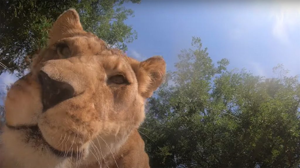 Curious Lion