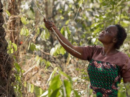 PG022612 The Forest Women of Afi Still smaller@1x 1 1 1722860980