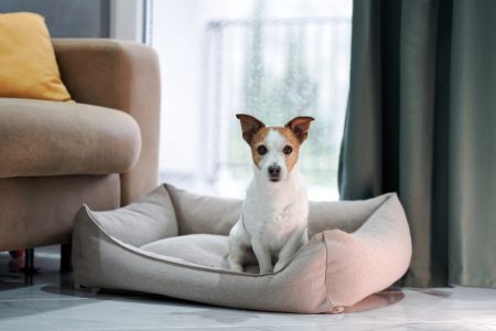 canine sitting dog bed