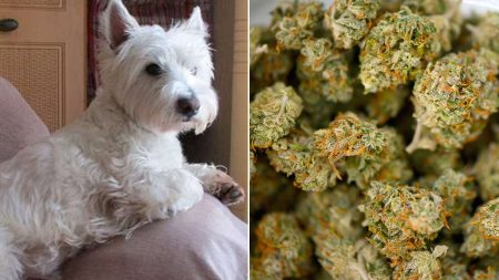 dog weed