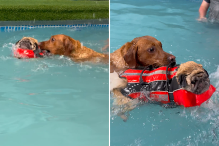 dogs swimming pool