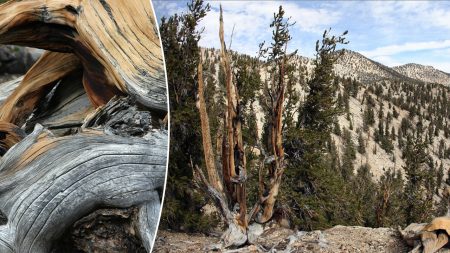 great basin bristlecone pine trees