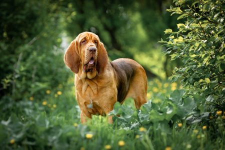 hound dog park setting