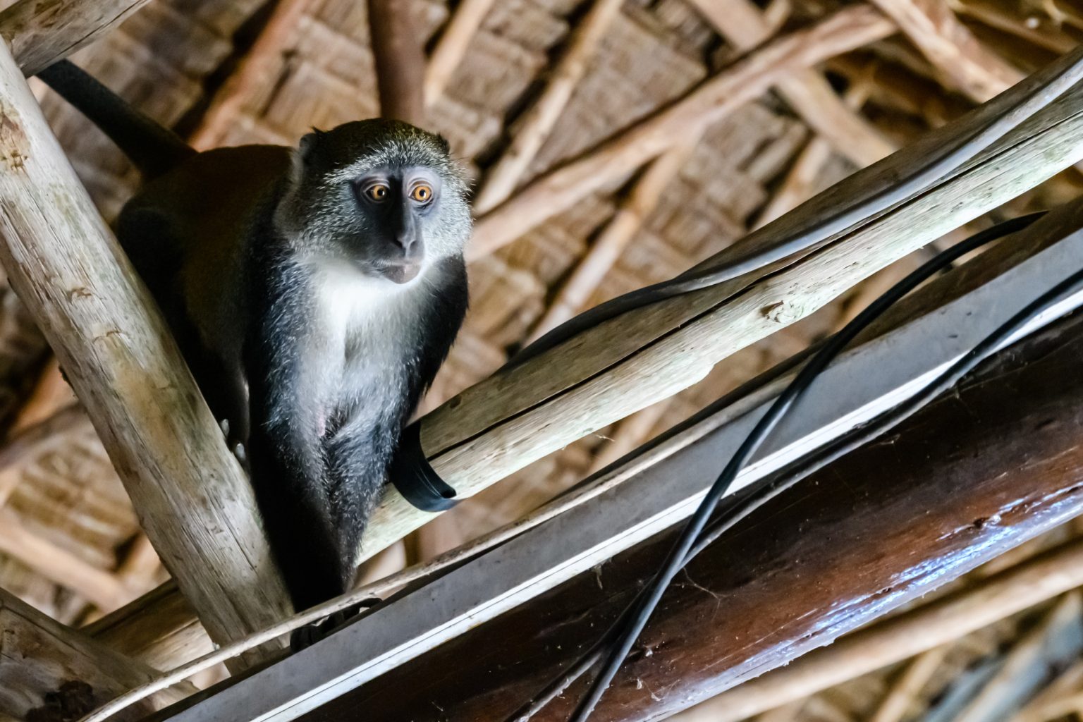 monkey zanzibar