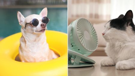 summer pet essentials split