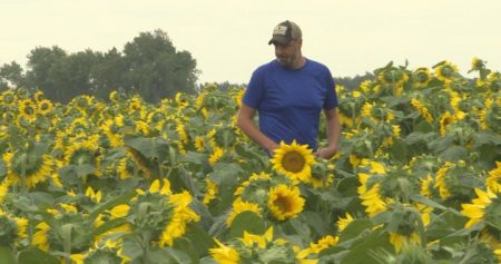 sunflower1